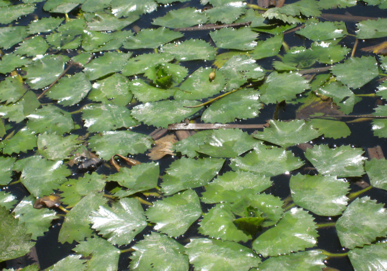 Picture of aquatic invasive species Water Chestnut