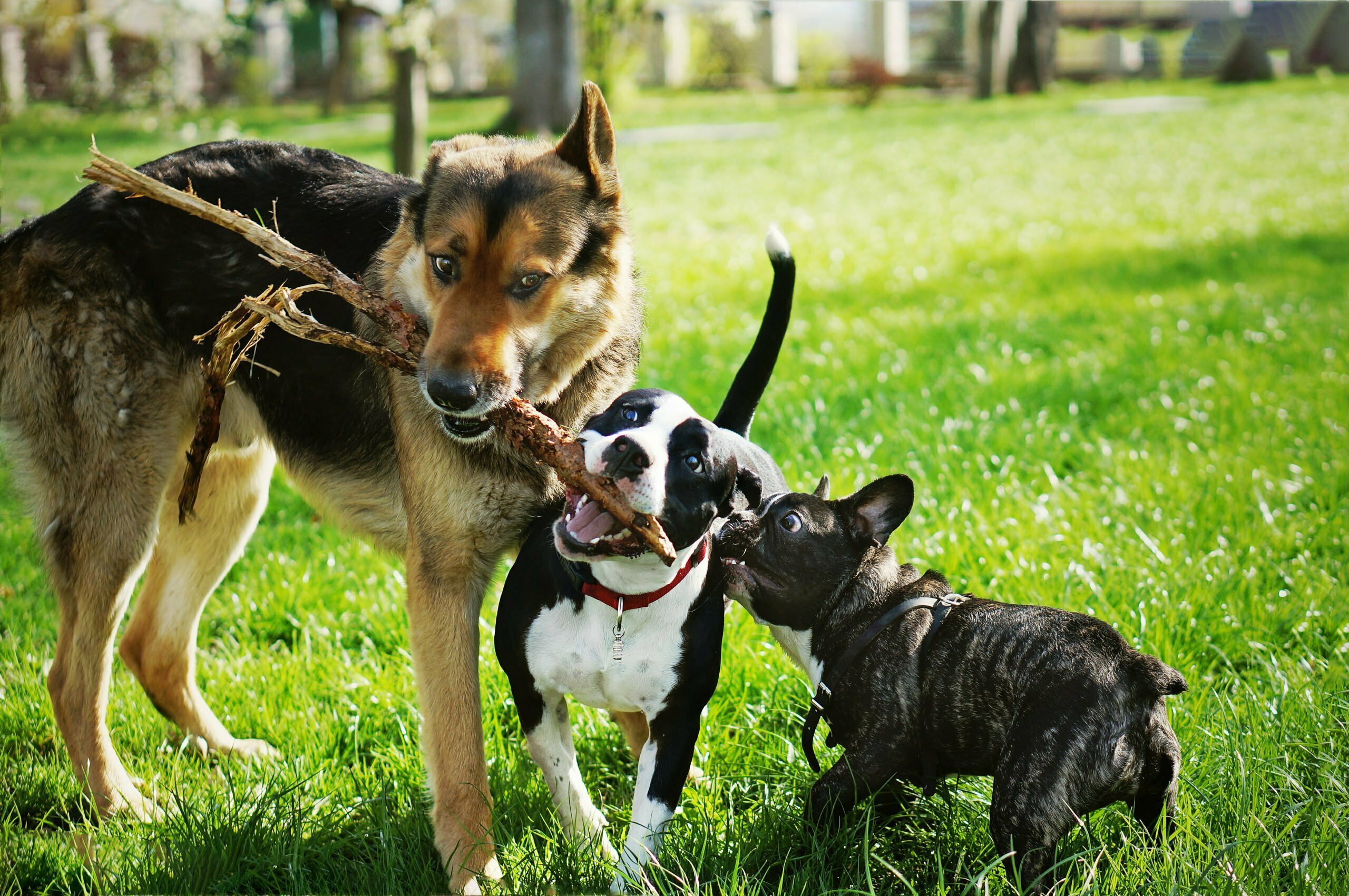 Three dogs are sharing a bone or fighting over it, much like the dynamics among project stakeholders in a software development project.