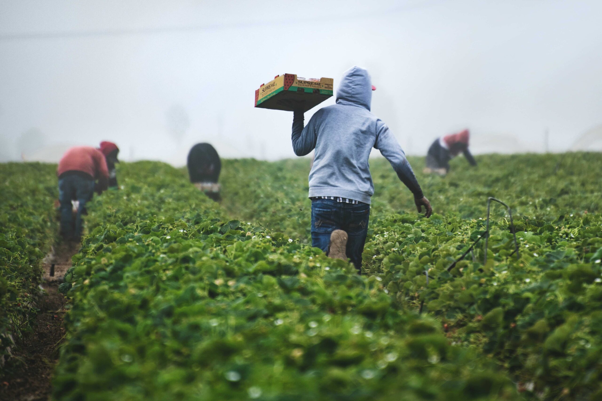 farm workers picking strawberries